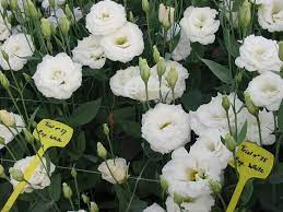 We did not find results for: Lisianthus Bianco Perenni Coltivare Il Lisianthus Bianco