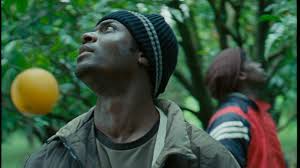 Image result for Janusia mediterranea