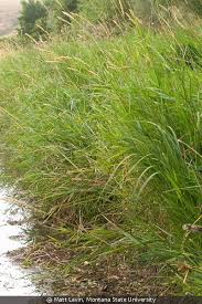 Image result for Leersia