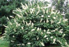 When food is scarce deer will eat almost anything if they are hungry enough. 110 Deer Resistant Shrubs Garden Tips Ideas Shrubs Garden Deer Resistant Shrubs