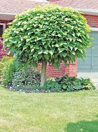 Catalpa Bignonioides Nana Trees For Front Yard Dwarf Trees For Landscaping Trees To Plant