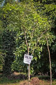 Image result for Copaifera baumiana