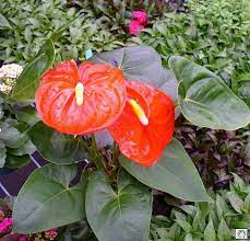 Uncategorized Office Plants Blog Page 2 Rainforest Plants Plants Plant Pictures