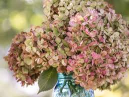 We did not find results for: Fading Flower Color Info Common Reasons For A Flower Losing Color