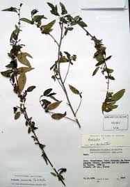 Image result for Acalypha caperonioides