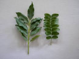 Image result for Ptaeroxylon obliquum