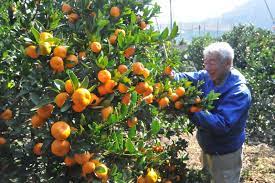 Proudly serving san diego for over two decades. Miraculous 859 Year Old Mandarin Trees Still Producing Bumper Crops In Oita Pref The Mainichi