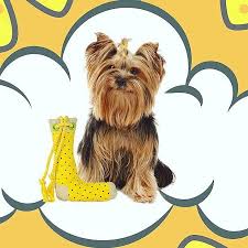 Bu Corap Kacmaaaz Bu Corap Kacmaz Kanvas Oyuncak These Socks Rockssss These Socks Rock Canvas Toy Onedrope Onedrope Animals Dog Toys Teddy Bear