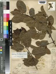 Image result for Artabotrys monteiroae