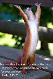 Thecubanguy Do You Need A Miracle Animals Funny Animals Animal Memes