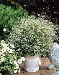 Image result for Euphorbia graminea