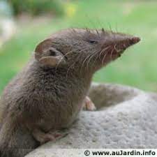 La Musaraigne Petite Mais Grande Alliee Animales Animaux Memes Animaliers