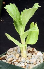 Image result for Cyphostemma quinatum