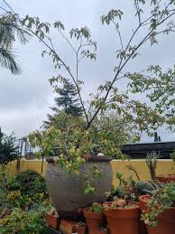 Image result for Croton pseudopulchellus