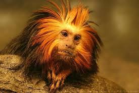 golden headed lion tamarind golden lion tamarin endangered animals animals