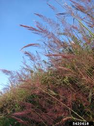 Image result for Melinis minutiflora