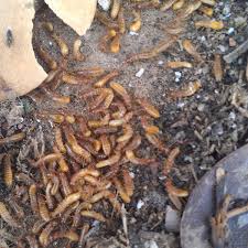 F&w pest control framingham ma. F W Pest Control Framingham