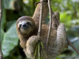 Apr 02, 2020 · orang utan adalah antara haiwan yang paling bijak di dunia, mereka dapat menggunakan pelbagai alat yang kompleks dan membina sarang dengan menggunakan kayu dan daun. 5 Binatang Paling Pemalas Di Dunia Sentiasa Panas