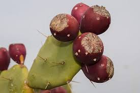 Eating the prickly pear fruit is not a difficult process. Page 15 Royalty Free Green Prickly Cactus Photos Free Download Piqsels