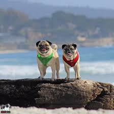 Carmel Beach City Park