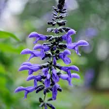 Check spelling or type a new query. Salvia Guaranitica Black And Blue Flower Plants From Woolmans