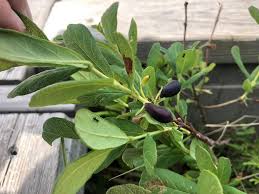 Image result for Bridelia mollis