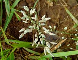 Image result for Eragrostis porosa