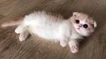 547 Best Munchkin Cat images | Munchkin cat, Cats, kittens ...