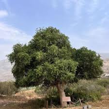 Image result for Dobera