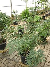 Image result for Astropanax polysciadius