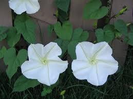 Image result for Ipomoea venosa
