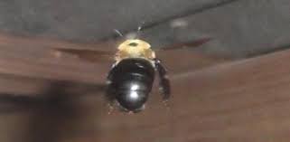 They have strong jaws these wasps build nests that look like ceramic pots, using mud and twigs to build structure. How To Deal With Carpenter Bees Today S Homeowner