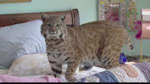 Lynx kittens for sale uk. Woman Gets To Keep Pet Bobcat Under One Condition Youtube