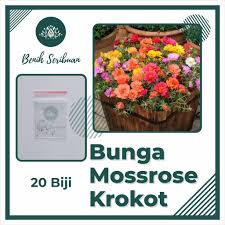 Bagikan informasi tentang jual tanaman bunga lavender kepada teman atau kerabat anda. Harga Bibit Tanaman Hias Terbaik Taman Perlengkapan Rumah Agustus 2021 Shopee Indonesia