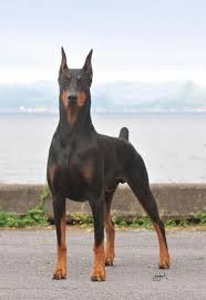 Tigerblak Doberman Dogs Doberman Pinscher Doberman Pinscher Dog