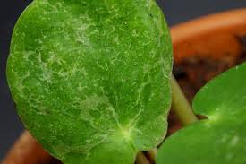 Pilea peperomioides, coneguda també com a planta xinesa dels diners, és una planta de la família de les urticaceae, nativa de la xina. Ufopflanze Pilea Peperomioides