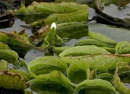 Image result for Ottelia