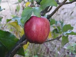 Flowering fruit trees new england. Heirloom Fruit Trees For Home Farm Trees Of Antiquity Rooted Organic Apple Tree Arkansas Black Apple Growing Grapes
