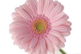 Anthony Lewis Photography Pink And White Flowers Pink And White Flowers Pretty Flowers Pink Flower Tattoos
