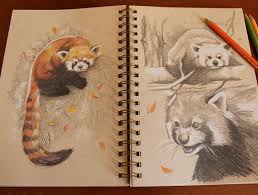 Red Panda Sketches Panda Dessin Panda Roux Illustrations