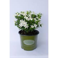 Image result for Gardenia subacaulis