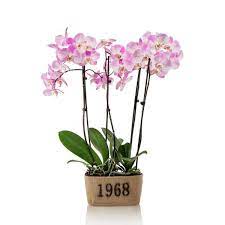 Pin On Indoor Plants