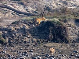 Image result for Sopubia ramosa