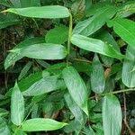 Image result for Olyra latifolia