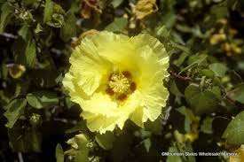 Check spelling or type a new query. Gossypium Harknessii San Marcos Hibiscus Mountain States Wholesale Nursery