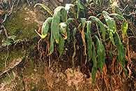 Image result for Pyrrosia rhodesiana