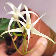 Image result for Cyrtorchis