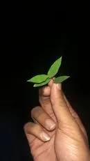 Image result for Pseudechinolaena