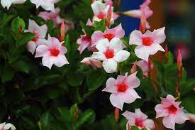 Free shipping on qualified orders. How To Grow Propagate And Care For Dipladenia Martha Stewart
