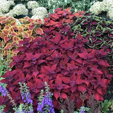 Image result for Coleus